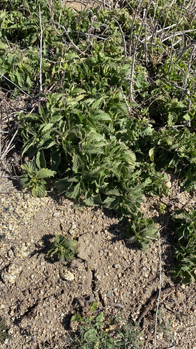 iNaturalist observation photo of slender stinging nettle