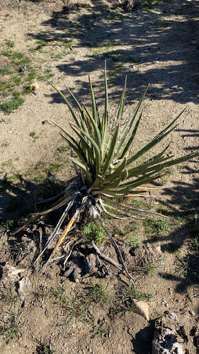 iNaturalist observation photo of Mojave Yucca