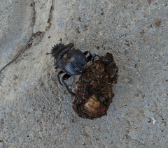 Scarabaeus interstitialis