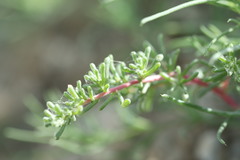 Halogeton arachnoides