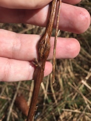 Lasioptera rubi