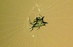 Gasteracantha interrupta