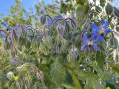 Borago officinalis