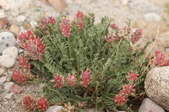 Astragalus ellipsoideus