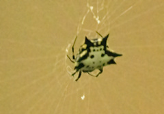Gasteracantha interrupta