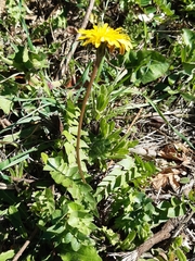 Hyoseris radiata
