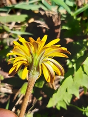 Hyoseris radiata