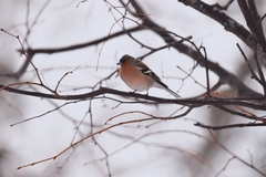 Fringilla coelebs