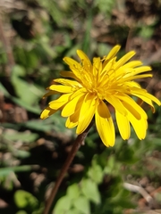 Hyoseris radiata