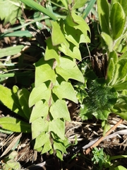 Hyoseris radiata
