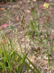 Anthoxanthum glabrum