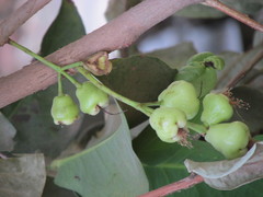 Syzygium samarangense