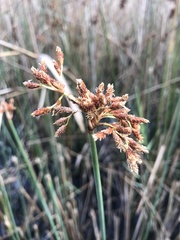 Schoenoplectus scirpoides