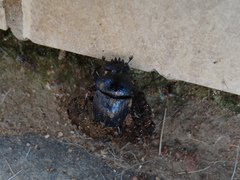 Scarabaeus interstitialis