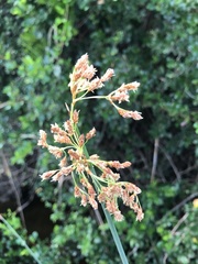 Schoenoplectus scirpoides