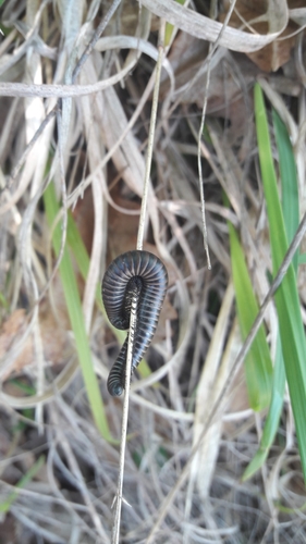 Ommatoiulus rutilans