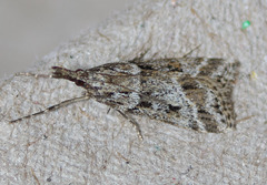 Eudonia rectilinea