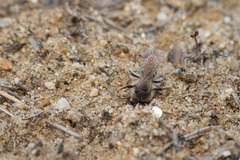 Andrena wellesleyana