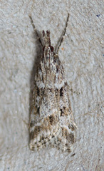 Eudonia rectilinea