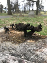 Fungi