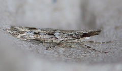 Eudonia rectilinea