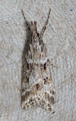 Eudonia rectilinea