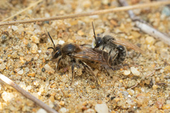 Andrena wellesleyana