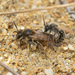 Andrena wellesleyana - Photo (c) Nick Dorian, algunos derechos reservados (CC BY-NC), uploaded by Nick Dorian