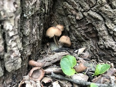 Coprinellus micaceus