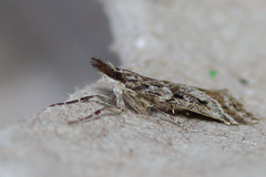 Eudonia rectilinea