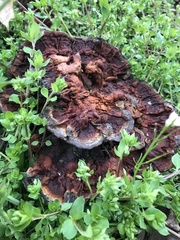Fungi