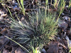 Festuca roemeri
