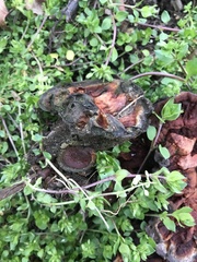 Fungi
