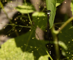 Nososticta impercepta