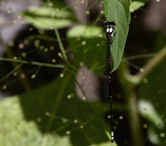 Nososticta impercepta