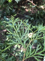 Calocedrus formosana