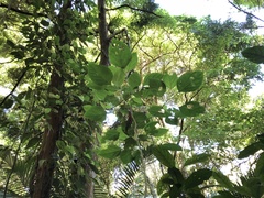 Calocedrus formosana