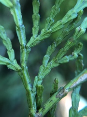 Calocedrus formosana