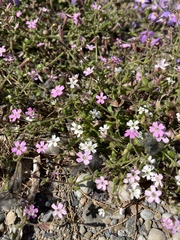 Silene sedoides
