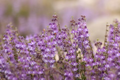 Scutellaria rehderiana