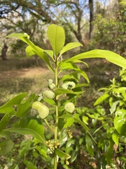 Exobasidium symploci