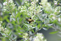 Zonoepalpus