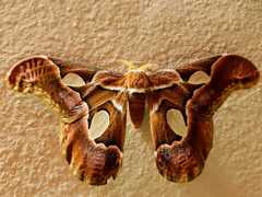 Rothschildia arethusa