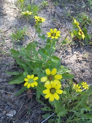 Berlandiera subacaulis