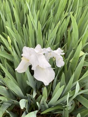Iris albicans