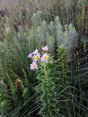 Senecio speciosissimus