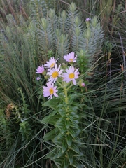Senecio speciosissimus