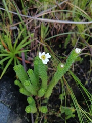 Osmitopsis parvifolia