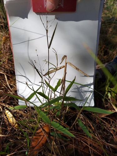 Dehiscent Witch Grass (Dichanthelium malacon)