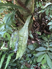 Leptochilus wrightii